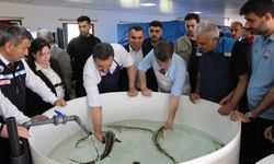 Karadeniz’e “Siyah İnci” takviyesi: 8 bin Mersin balığı doğaya salınıyor