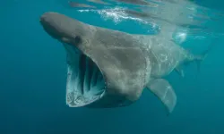 Hırvatistan açıklarında dev köpekbalığı turist teknesini kovaladı