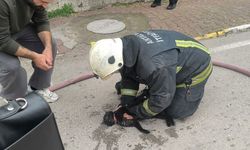 Yangında baygın bulunan kedi kalp masajı ile hayata döndü