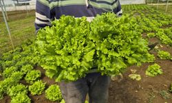 Tarlada 15 TL, tezgahta 100 TL: Marulda korkunç fiyat uçurumu!