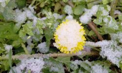 Bolu’da baharda açan çiçekler beyaza büründü