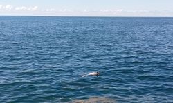 Karadeniz sahilinde bulundu: Görenler şaşkına döndü