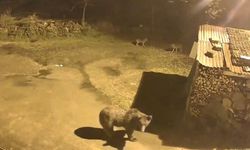 Artvin'de şaşırtan görüntü: Ayı ve tilki birlikte yiyecek peşinde