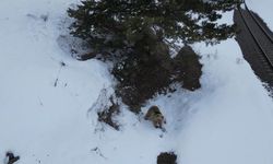 Kars'ta drone ile karşılaşan boz ayı kamerada