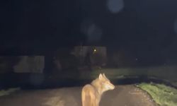 Yerleşim yerine inen kurt cep telefonu ile görüntülendi