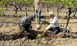 TARİŞ düğmeye bastı: Bağlara yakın takip