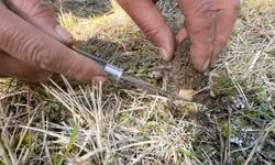 Ormanda saklı servet: Kilosu bin lirayı buluyor!