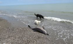 Samsun'da korkutan görüntü! Ölü yunuslar sahile vurdu