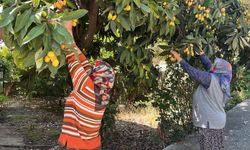 Antalya'da alıcısı çıkmayınca bütün meyveyi ücretsiz dağıttı: Çok sayıda insan akın etti