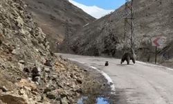 Anne ayı ve yavruları yolda görüntülendi