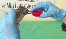 Bitkin halde bulunan ağaçkakan, tedavi edilip doğaya salındı