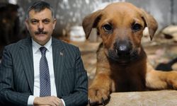 Bakan Çiftçi'den sokak hayvanları açıklaması! "Ülke genelinde yüzde 75'i toplandı"