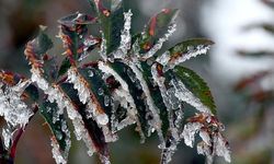 Bakanlıktan çiftçilere kritik 'zirai don' uyarısı