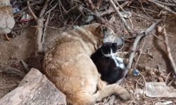 Batman'da kedi ile köpek birbirine sarılarak uyudu