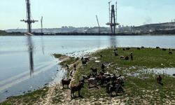 Bir yanda dev proje diğer yanda keçiler! İstanbul’un iki yüzü aynı karede