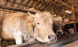 Bursalı “Paşa”nın fiyatı dudak uçuklattı