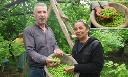 Ağaçtan elleriyle toplayıp Avrupa'ya satıyor! Kilosu 450 lira