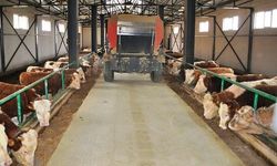 Şehir hayatından bunalana büyük fırsat! Köyüne dönene çiftlik kurulacak: Bekara 2, evli olana 3 asgari ücret verilecek