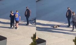 Çocuklardan kalpleri ısıtan hareket: Yaralı kedinin üzerini örtüp, başında nöbet tuttular