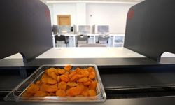 Coğrafi işaretli Malatya kayısısında mezat dönemi başlıyor