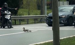 Duyarlı sürücü ördek ailesi için seferber oldu
