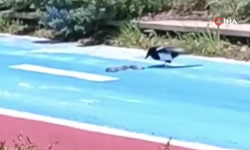 Bir saksağanın yılanla mücadelesi: O anlar kamerada