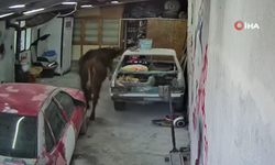 Ankara'da ahırdan kaçan danaların oto tamirciyi bastığı anlar kameraya yansıdı
