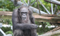 Şempanzeler arasında iç savaş! 24 saldırıda 17 yavru öldü