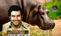 Escobarı'ın mirası Kolombiya'nın kabusuna dönüştü! Su aygırları için "ötenazi" masada