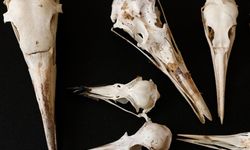 Dinozorlar aslında ölmedi mi? BBC'den ezber bozan anatomik rapor