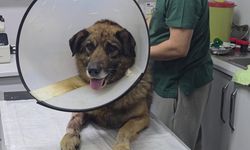 Caniliğin adresi Zonguldak... Havladığı için vurulan köpek Kurşun hayata tutundu