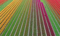 Hollanda’da lale mevsimi başladı! Yerel uzmanından en renkli rotalar