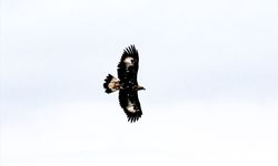 Iğıdır'da Kaya kartalı! Saatte 320 kilometre hızla uçuyor: