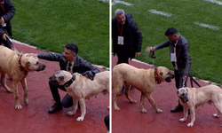 Sivas’ta farklı seremoni: Kangallar sahaya çıktı