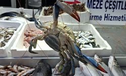 Karadeniz'de nadir görülen olay! Sinop'ta balıkçıların ağına mavi yengeç takıldı!