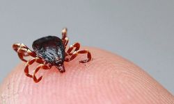 Kene kabusu geri döndü: Yetkililer uyardı!