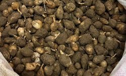 Kocaeli'de kaçak salep avcısına rekor ceza