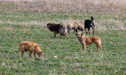 İstanbul Valiliği'nden belediyelere "sokak köpeklerini toplayın" talimatı