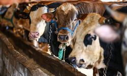 Denge bozuldu: Aynı kurbanlığı yurt içinde kesmek isteyenler 2,5 kat fazla ödeyecek!