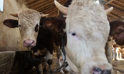 Kurbanlık alacaklara uyarı! Hayvanın yaşı önem taşıyor