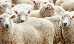 TSK Mehmetçik Vakfı kurban bağışı kabulüne başladı: İşte bedeller