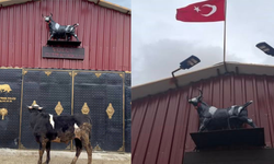 Kütahya'da boğa heykelinden korkan tosun gündem oldu