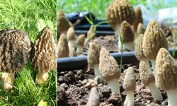 Kuzugöbeği mantarı fiyatı ne kadar? Kuzugöbeği mantarı nerede yetişir, hangi ayda çıkar? İşte faydaları ve toplama rehberi