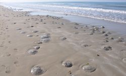 Mersin Silifke'de ölü denizanası alarımı!