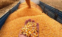 Mısır ithalatında 3 milyon tonluk kontenjan açıldı