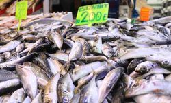 Rize'de istavritin kilosu 200 TL!