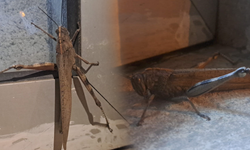 Görenler şaştı kaldı! Diyarbakır'da 25 santimetrelik etçil çekirge