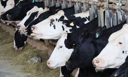 Kentte şap alarmı: Bölge karantinaya alındı!