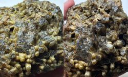 Kütahya'da bulundu! 50 bin liraya satılıyor