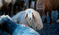 "Kurban bağışı" yaparken dolandırıcılara dikkat! Sahte dernekler kuruluyor